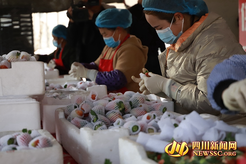 德昌縣同利果蔬專業(yè)種植合作社里，一顆顆色澤艷麗、著色均勻的草莓被工人們有序地裝進(jìn)箱子里JPG_副本.jpg