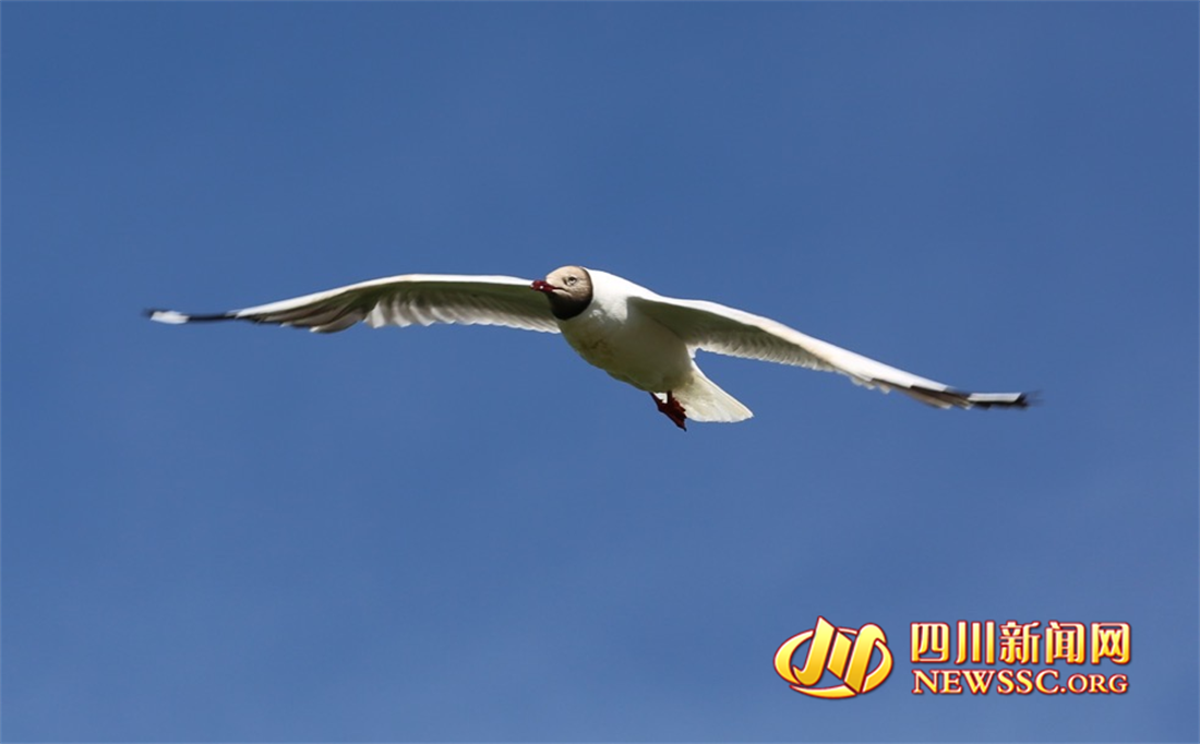 沙洲點(diǎn)點(diǎn)，水鳥(niǎo)翔集，探秘黃河九曲第一灣若爾蓋生態(tài)之變的“金鑰匙” (10).png
