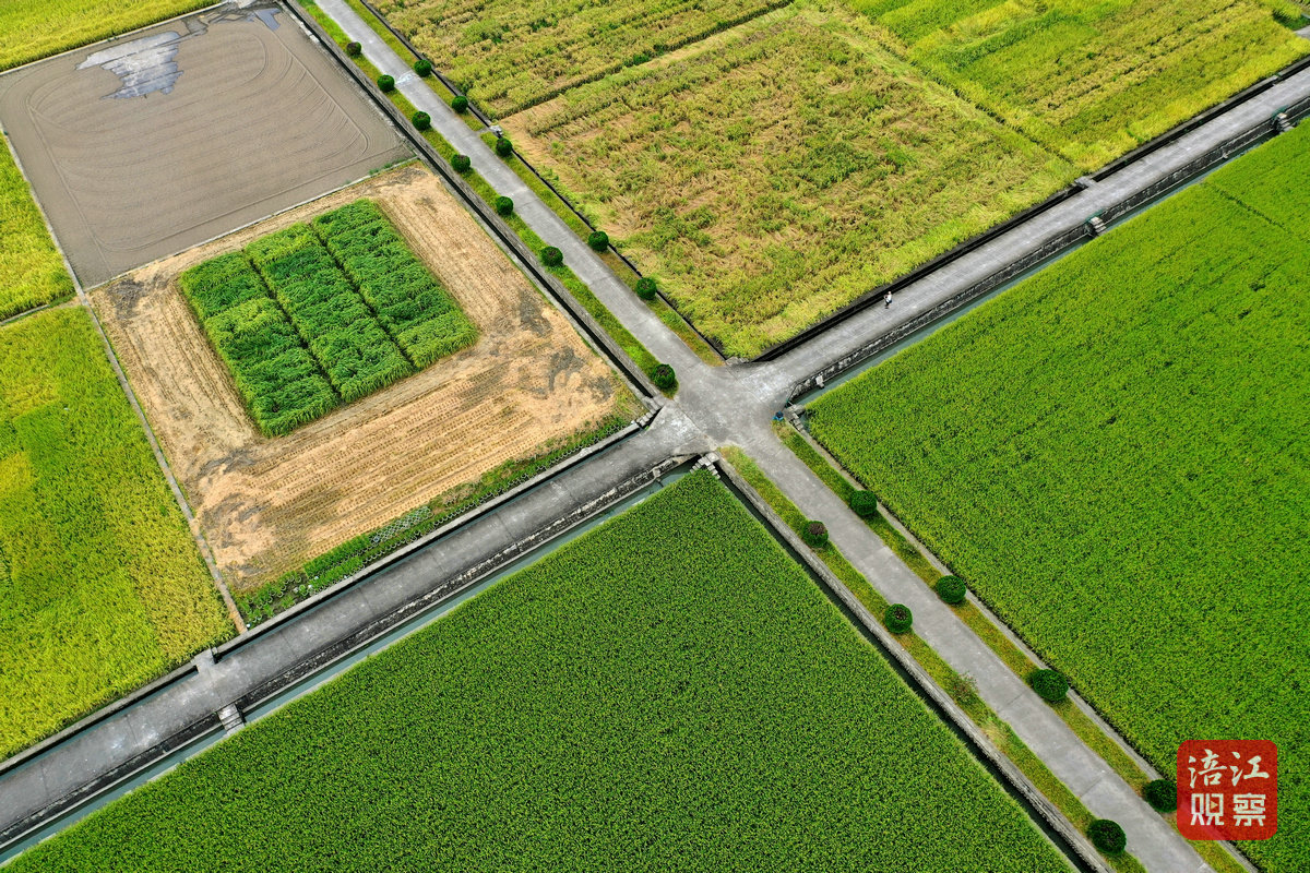 2024年8月30日，綿陽農(nóng)科院基地 周良斌1_1.jpg